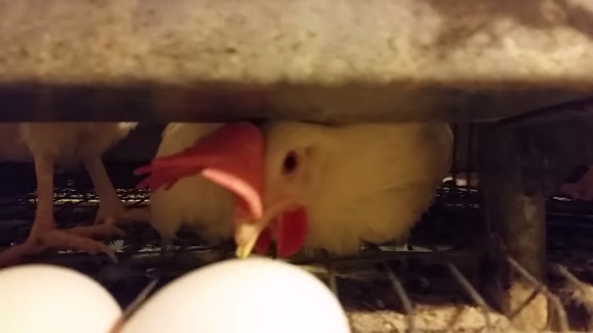 Humane Society Calls For Federal Investigation Of Costco Eggs Food Logistics