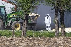 In this May 12, 2015 photo, dead chickens are collected for burial at Rose Acre Farms near Winterset, Iowa. Rose Acre Farms is depopulating its Winterset egg-laying operation after the avian influenza virus was discovered.