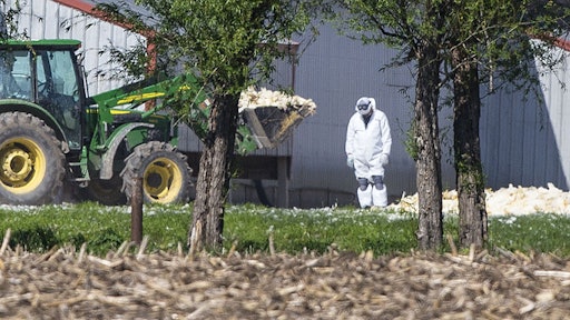 In this May 12, 2015 photo, dead chickens are collected for burial at Rose Acre Farms near Winterset, Iowa. Rose Acre Farms is depopulating its Winterset egg-laying operation after the avian influenza virus was discovered.