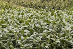 soybeans GMO 55a69413edc9d