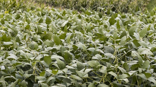 soybeans GMO 55a69413edc9d