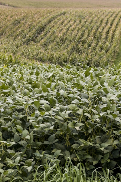 soybeans GMO 55a69413edc9d