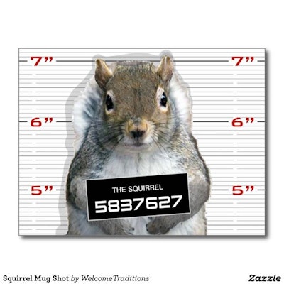 squirrel mugshot 559fdfe4c3f75