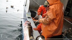 Sea To Table gathers information about fish shortly they are caught from the docks.