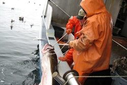 Sea To Table gathers information about fish shortly they are caught from the docks.