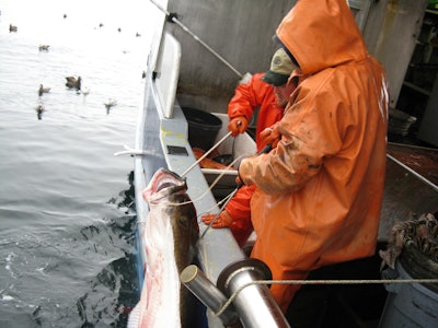 Sea To Table gathers information about fish shortly they are caught from the docks.