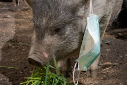 New pig 55c4f2f84423e