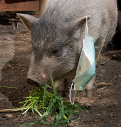 New pig 55c4f2f84423e