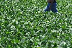 Neal Bredehoeft of Alma, Mo., in Lafayette County, walks through a field of soybeans checking it for signs of threatening insects or disease.