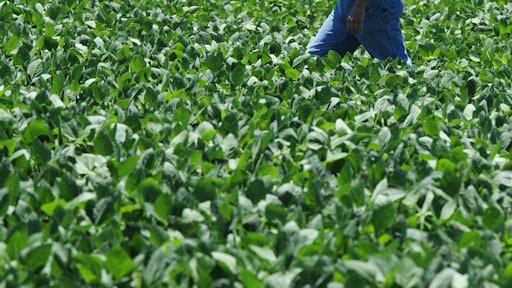 Neal Bredehoeft of Alma, Mo., in Lafayette County, walks through a field of soybeans checking it for signs of threatening insects or disease.