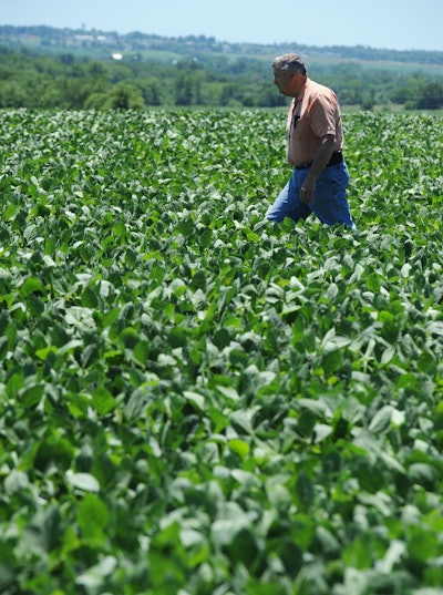 Neal Bredehoeft of Alma, Mo., in Lafayette County, walks through a field of soybeans checking it for signs of threatening insects or disease.