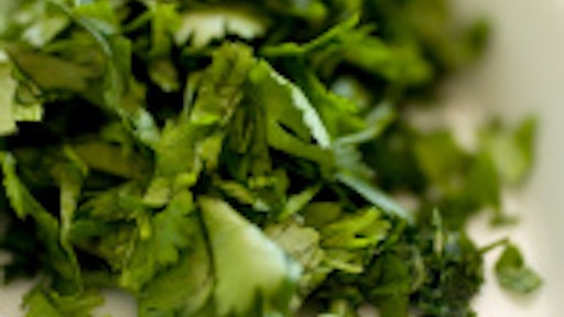 new cilantro 55c4f2a32bcf2