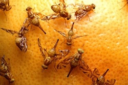 Mexican fruit flies 55fc4ce7b7ae1