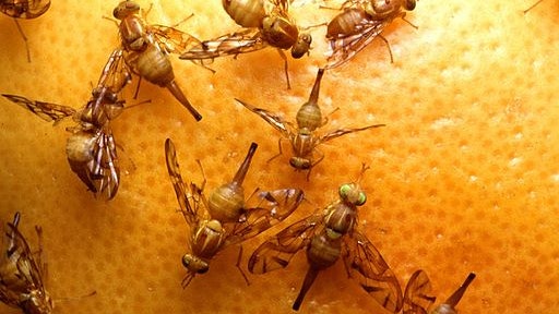 Mexican fruit flies 55fc4ce7b7ae1