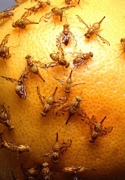 Mexican fruit flies 55fc4ce7b7ae1