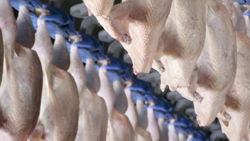 poultry distribution line 56129adaaedac