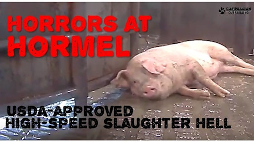 One of Hormel’s pork processors said Friday that it has taken additional corrective measures in response to Hormel's concerns over actions depicted on an undercover video shot by an animal welfare group at an Austin, Minn., slaughterhouse.