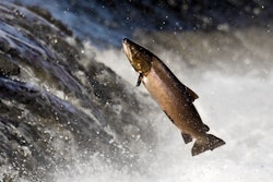 salmon 564f46b17b128