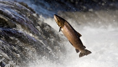 salmon 564f46b17b128