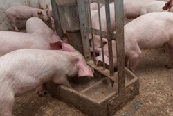 Nebraska, the sixth-largest hog producer in the United States, has had a sharp decline in recent years in the number of farms that sell hogs.