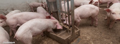 Nebraska, the sixth-largest hog producer in the United States, has had a sharp decline in recent years in the number of farms that sell hogs.