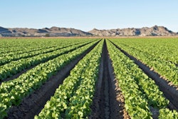 Arizone lettuce field 56fa890c738d3