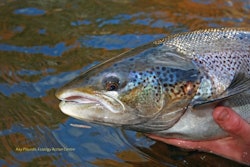 Salmon image 56fe93cf2159d