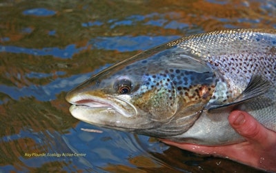 Salmon image 56fe93cf2159d