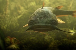 The program has been in effect for both domestic and foreign catfish species only since April 15, and it may be drawing fire from Capitol Hill because it is finding dangerous carcinogens and antibiotics in fish shipments from Asian nations.