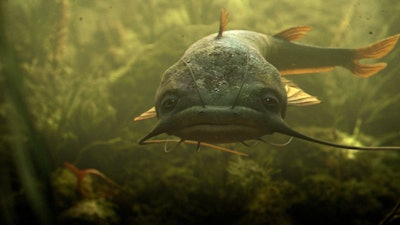 The program has been in effect for both domestic and foreign catfish species only since April 15, and it may be drawing fire from Capitol Hill because it is finding dangerous carcinogens and antibiotics in fish shipments from Asian nations.