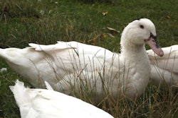 The Animal Legal Defense Fund is also working to uphold California’s landmark ban on foie gras against an ongoing attack from the makers and purveyors of this cruel product.