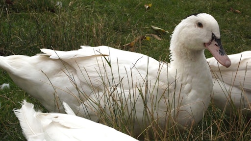 The Animal Legal Defense Fund is also working to uphold California’s landmark ban on foie gras against an ongoing attack from the makers and purveyors of this cruel product.