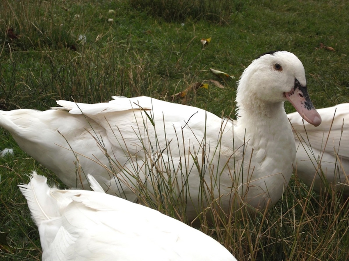Animal Rights Group Sues USDA, Seeks To Ban Foie Gras Food Logistics