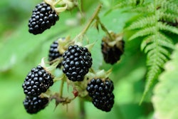 Two-and-a-half years ago, Wendy's tested a blackberry-laden Summer Berry Chicken Salad. The salad proved popular enough that plans were made to roll it out nationwide, but the berries' slow growth made them a challenging ingredient.