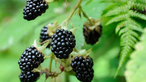 Two-and-a-half years ago, Wendy's tested a blackberry-laden Summer Berry Chicken Salad. The salad proved popular enough that plans were made to roll it out nationwide, but the berries' slow growth made them a challenging ingredient.
