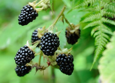 Two-and-a-half years ago, Wendy's tested a blackberry-laden Summer Berry Chicken Salad. The salad proved popular enough that plans were made to roll it out nationwide, but the berries' slow growth made them a challenging ingredient.