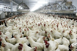 boiler Chickens 57e159659821b