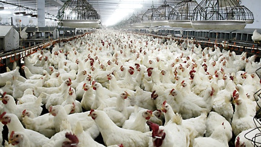 boiler Chickens 57e159659821b