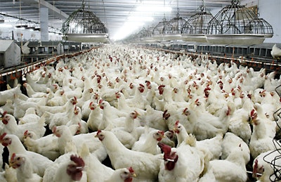 boiler Chickens 57e159659821b
