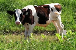 Bull calf20100625 012 583d9368a5ba9