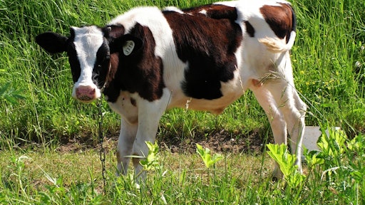 Bull calf20100625 012 583d9368a5ba9