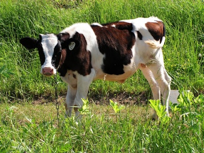 Bull calf20100625 012 583d9368a5ba9