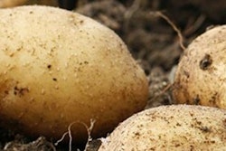 Calyxt GMO potato 5819f1f2b9f95