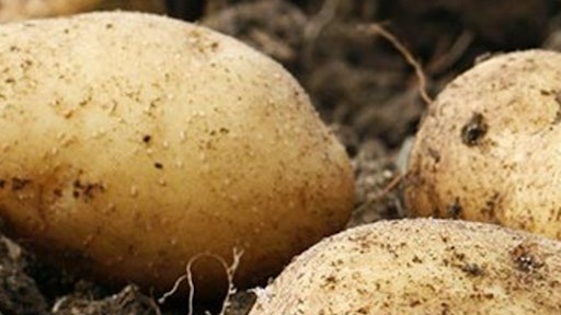 Calyxt GMO potato 5819f1f2b9f95