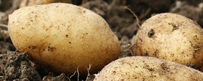 Calyxt GMO potato 5819f1f2b9f95