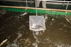 The Nelsons' barramundi live in tanks meant to mimic a riverbed.