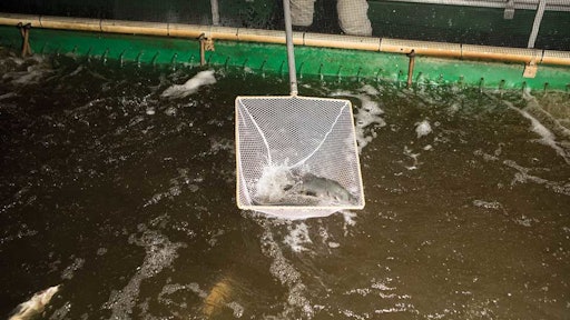 The Nelsons' barramundi live in tanks meant to mimic a riverbed.