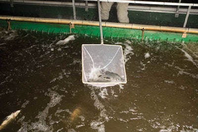 The Nelsons' barramundi live in tanks meant to mimic a riverbed.