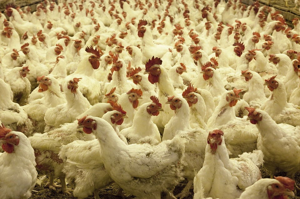 Tyson Foods To Eliminate Antibiotics In Chicken | Food Logistics