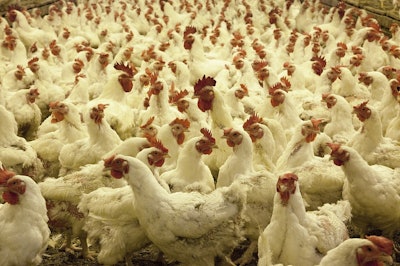 poultry farm 1544654 960 720 590b4ed994644